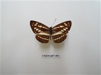 藏品(斷線環蛺蝶)的圖片